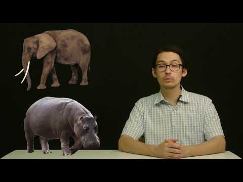 Видео: Откуда берутся бегемоты?