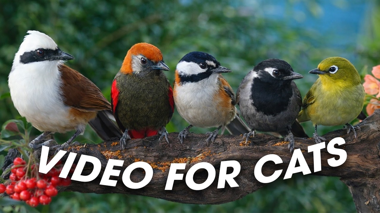 Videos for Cats to Watch 📺 Featuring Calm Nature Scenes 🌿 for Indoor Cats