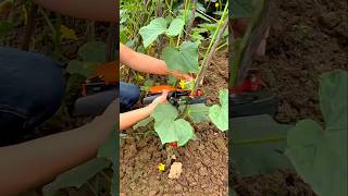 Efficient Plant Tying Tool for Faster and Neater Garden Support #shorts
