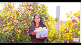 നമുക്ക് പാർക്കാൻ ആപ്പിൾ തോപ്പുകൾ നിറയെ ആപ്പിൾ പറിക്കാം || APPLE PICKING || APPLE FARM WEEKEND VLOG നമുക്ക് പാർക്കാൻ ആപ്പിൾ തോപ്പുകൾ നിറയെ ആപ്പിൾ പറിക്കാം || APPLE PICKING || APPLE FARM WEEKEND VLOG