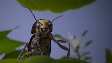 Insect Vision Part 2: Superposition Eye