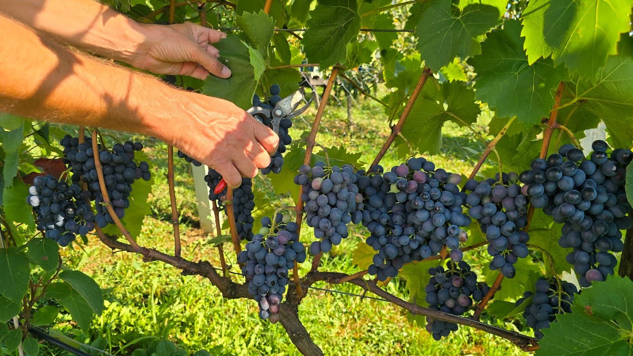 Чтобы виноград созрел равномерно и стал слаще, сделайте этот шаг сейчас!