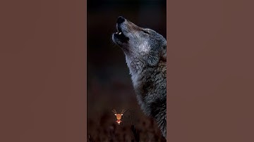 Thumbnail of Wolf Fullmoon | Wolf Sound Youtube
