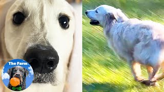 Golden Retriever Puppy First Time Running Outside | Daily Farm Life | The Farm for Dogs