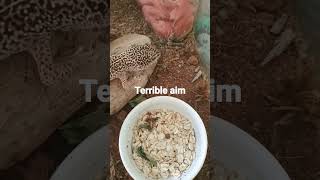 feeding leopard geckos reptiles gecko geckolife