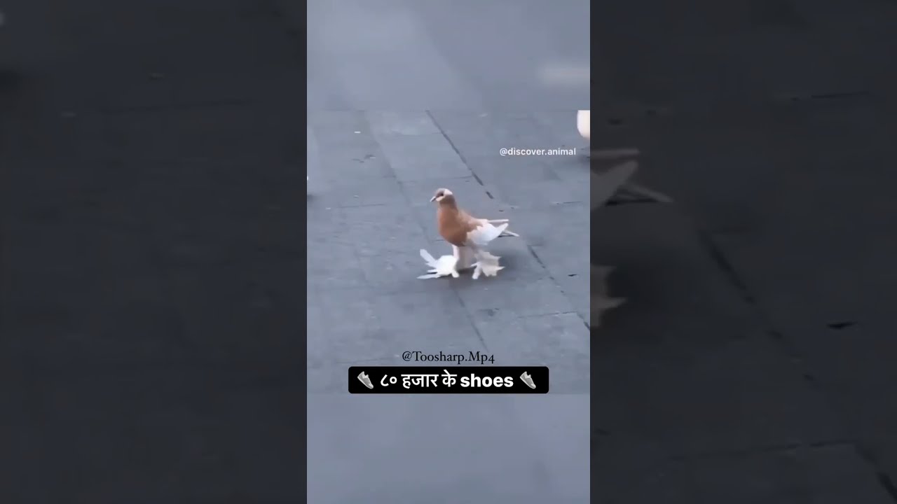 toosharp instagram reel