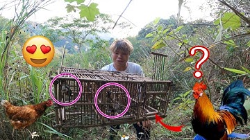 Bẫy Gà Rừng Băng Mồi Mái Lụm 2 Em Ri Đen | @dantoctaybactv2994