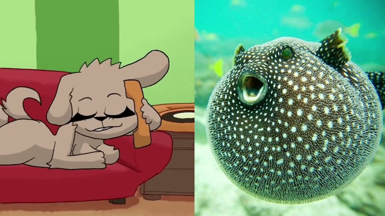 Talking Bella reacts to funny fish, 