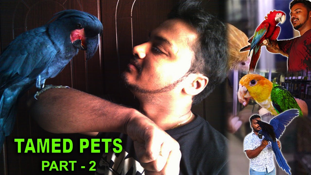 Exotic Birds & Exotic Pets For Sale Home Delivery & Cash on Delivery Available TAMED PETS