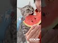 Oh Delicious  #funny #cute #pets #cat