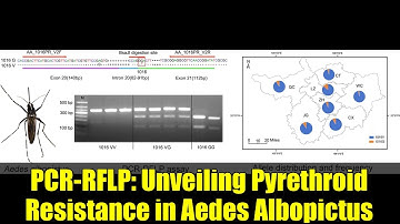 PCR-RFLP: Unveiling Pyrethroid Resistance in Aedes Albopictus