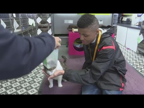 Video: Pet Scoop: prieglaudos kačiukas padeda su santuokos pasiūlymu, Floridos šuo randamas New Jersey