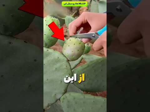 قیافه این میوه گول می زنه داخلش شوکه می کنه