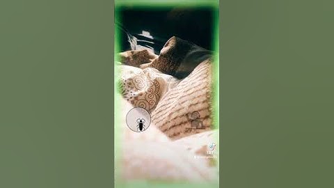 @dimoff_sl