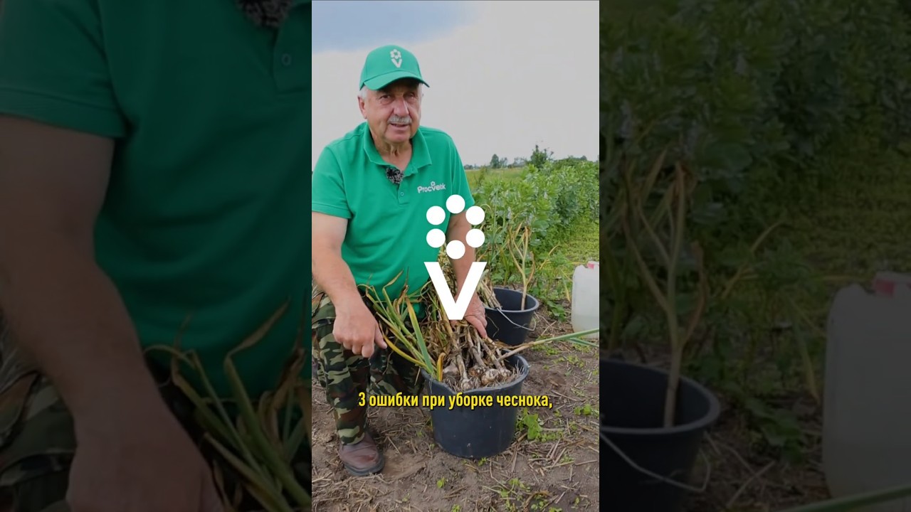 🧄3 ошибки при уборке чеснока, из-за которых весь урожай быстро сгниет!