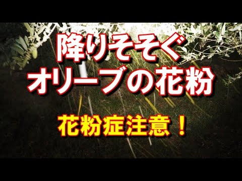 オリーブの花粉症になってしまう農家がいるのが納得できる花粉量の映像 Youtube