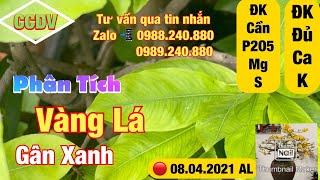 🔴 CCDV # 135. Phân Tích Vàng Lá Gân Xanh Cho Cây Mai Vàng | Combo (03),(06),(10) ||CCDV. 19.05.2021