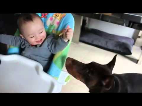 Baby shares his food with Doberman