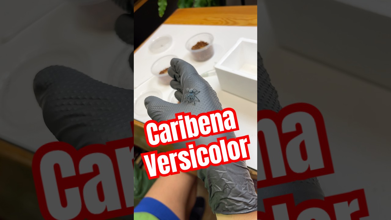 Tym razem co innego🤩 #caribena #caribenaversicolor #ptasznik #pajak #nowość #maluch