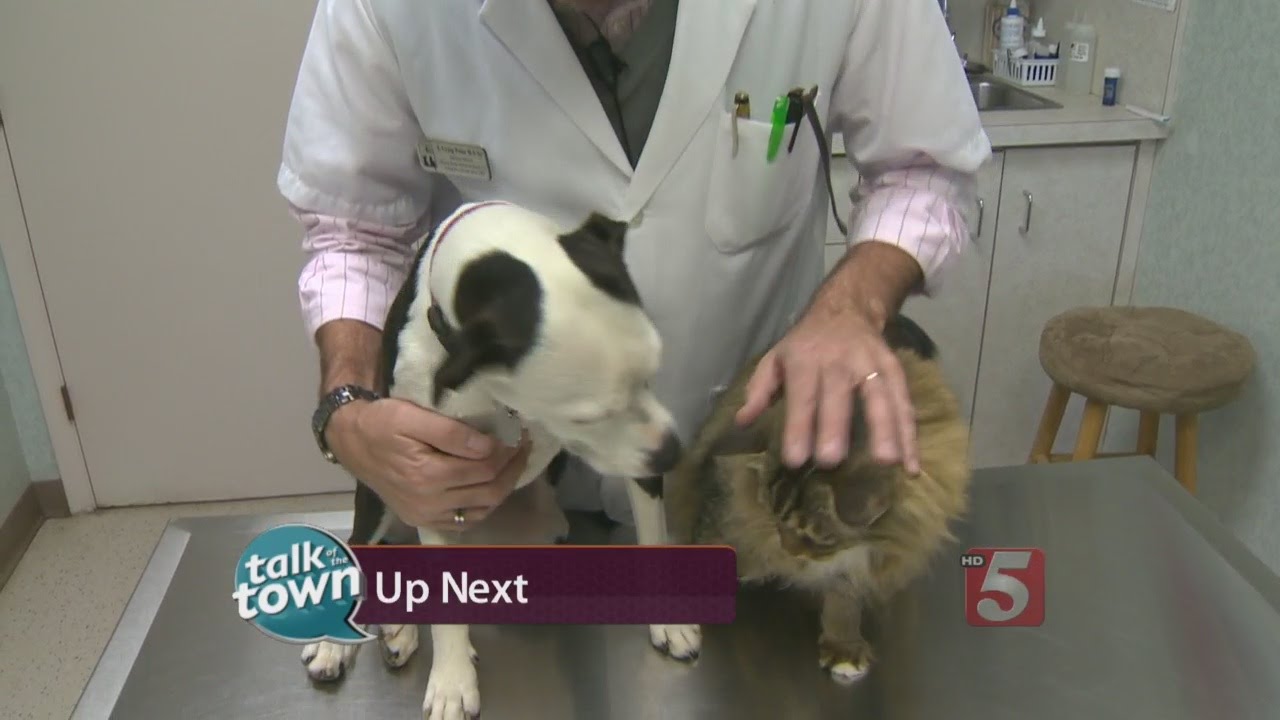 Solutions for Common Dog Behavior Problems - YouTube