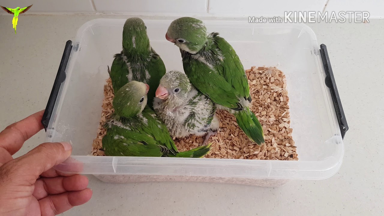 ببغاء كويكر                                                   muis parkeren  
ببغاء الراهب