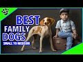 Top 10 Small to Medium Dog Breeds Best for Families - TopTenz