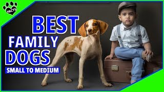 Top 10 Best Family Dogs Small to Medium  Dogs 101