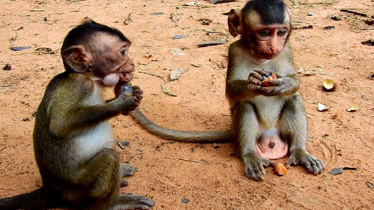 So Cute Adorable Orphans Baby Monkeys Carlino So Hard life Everyday, Baby Eating Food!