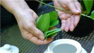 Harvesting & Using Edibles From Your Garden : How Do I Make Spearmint Tea With Fresh Tea Leaves? Mother Mint Spearmint Harvesting Drying Using