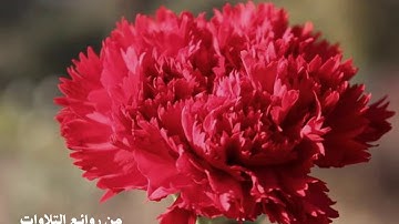 من روائع التلاوات للشيخ خالد الجليل