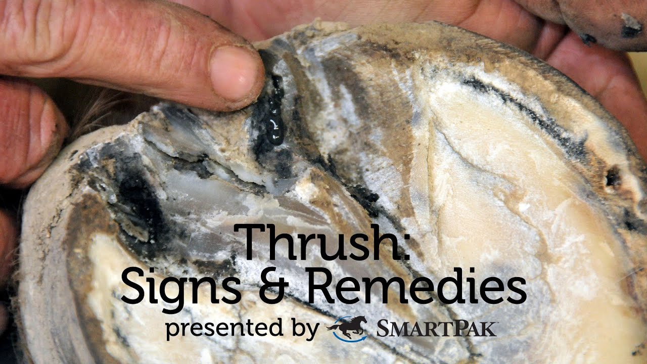 Thrush: Signs and Remedies