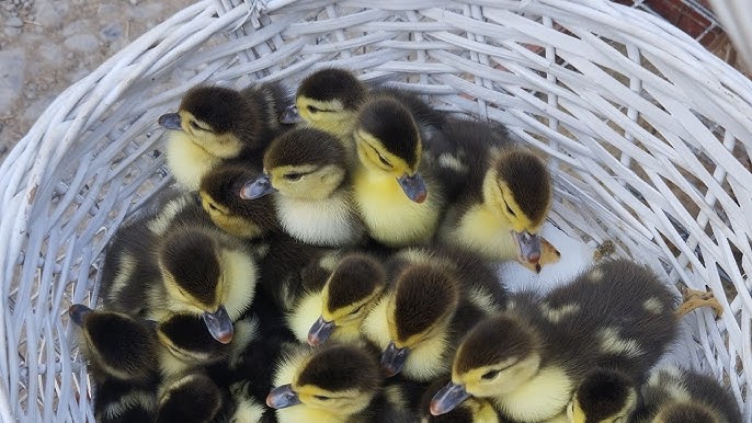 Xabar qoshing: Janna Friske yalangoch Natasha bilan yashirin kamera jinsiy aloqa