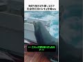 海釣り中にまさかの珍客！？税金徴収員パンチョが可愛すぎるww #Shorts #釣り