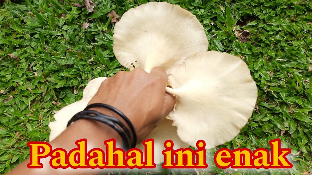 MENGAPA BANYAK YG GAK TAU❓️kalaw Jamur Ini Bisa Di Makan ‼️🍄 mushroom