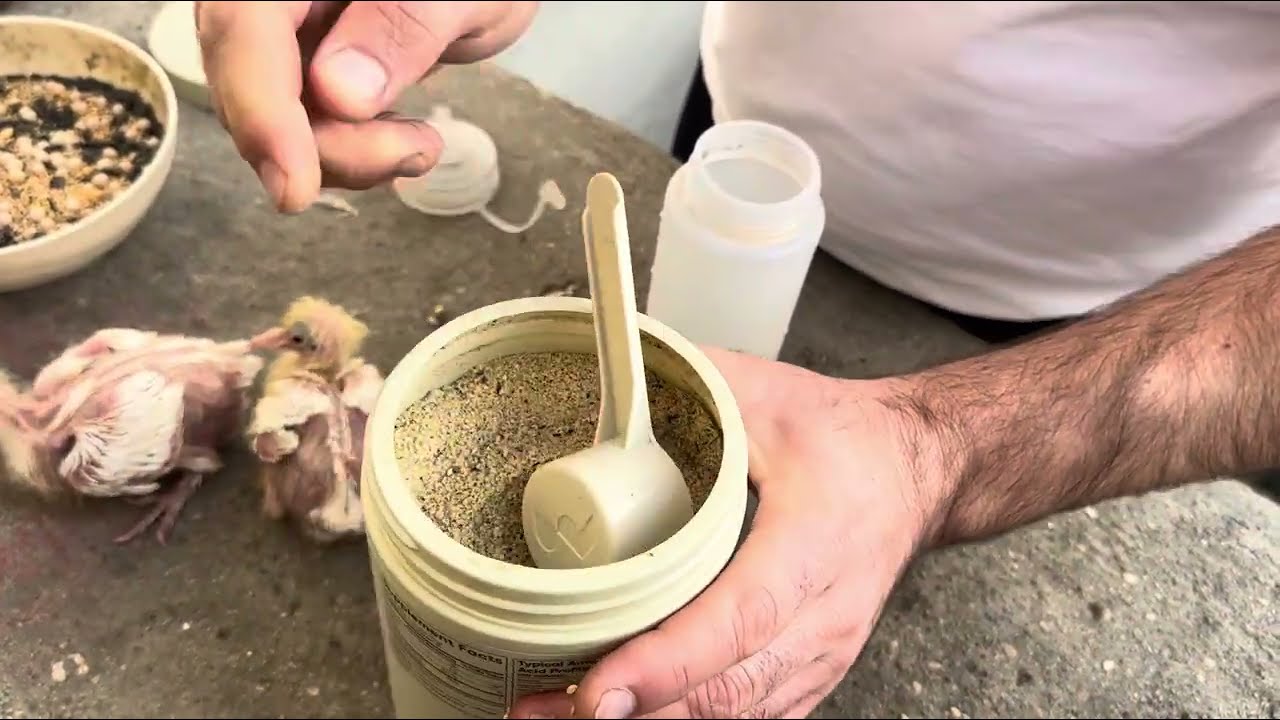 Спасаем слабых пискунов. Секрет быстрого роста! #göyərçin #pigeon #tauben #голуби 