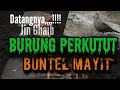 BURUNG  PERKUTUT  BUNTEL MAYIT,JIN GHAIB MENJAWAB MISTERI KATURANGGAN,,,,!!!!