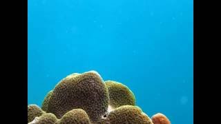 diving in khasab .musandam. rasmusandam