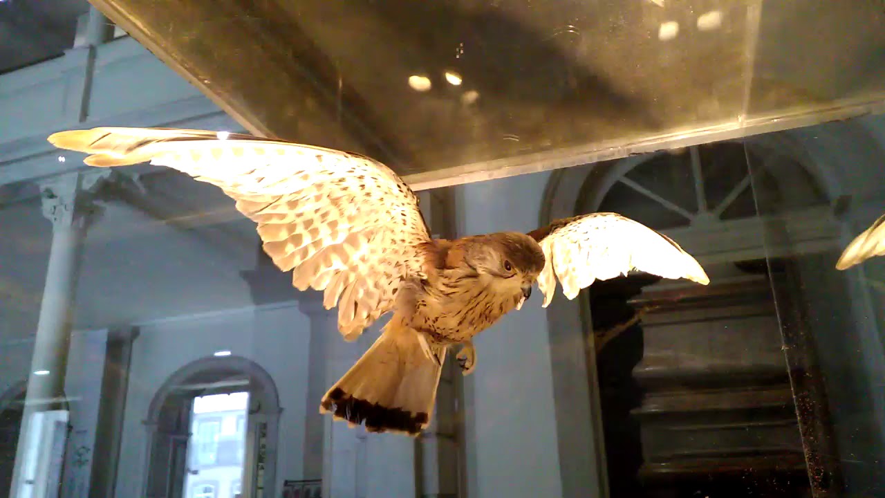 Scopriamo Il Gheppio Il Piccolo Falco Di Città Falco