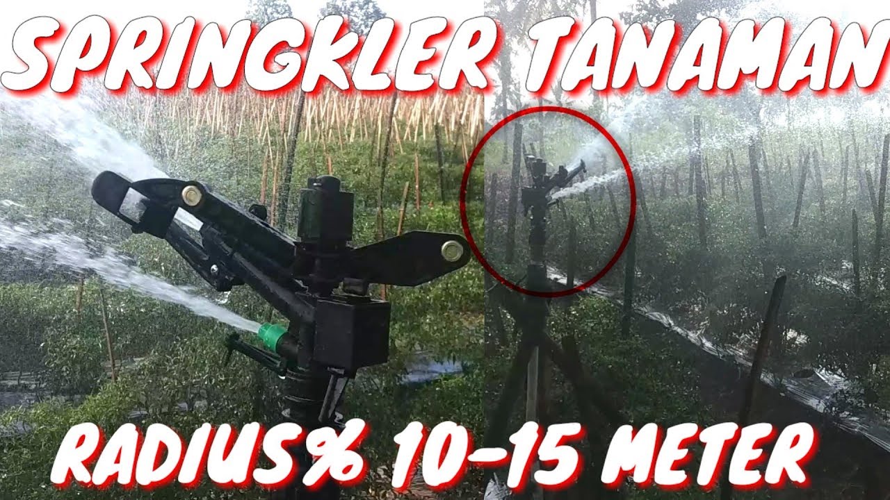 Penyiraman Tanaman Cabai menggunakan springkler || cocok di musim kemarau