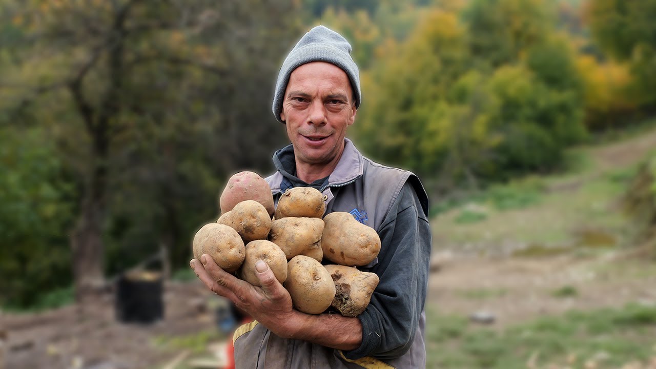 Dominko krumpire slaže u naramak - proizveo tri tone