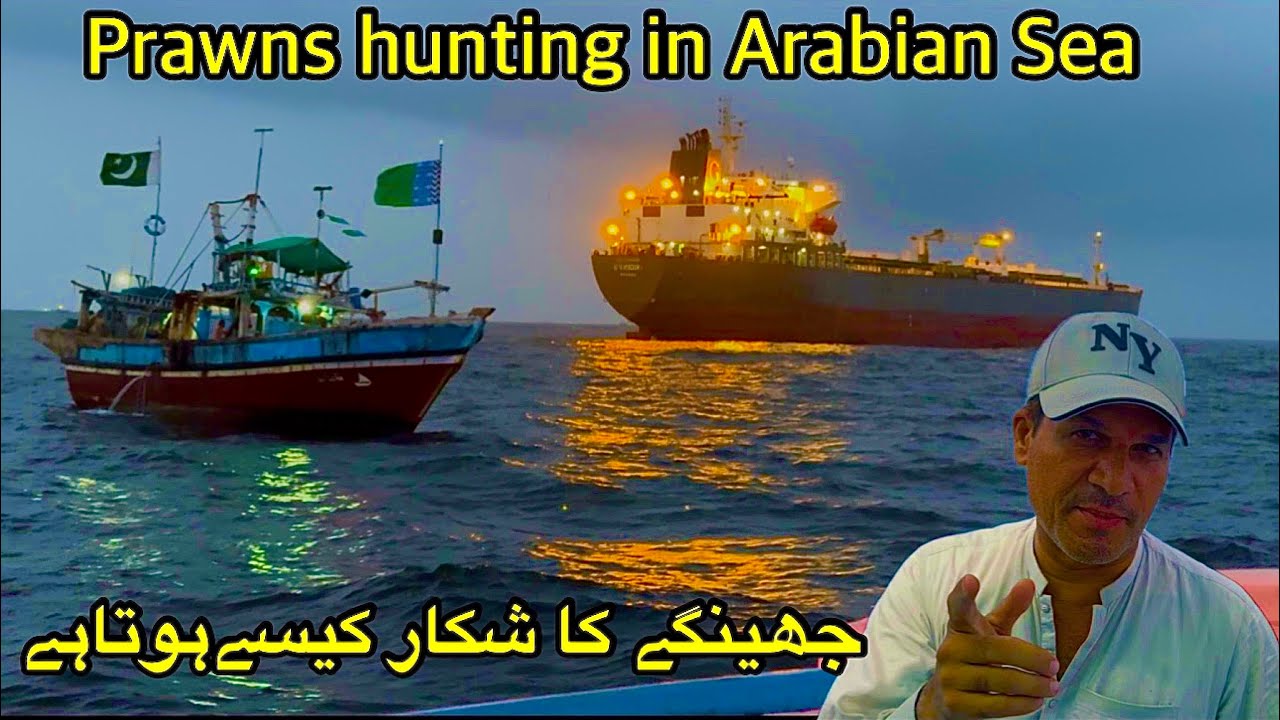 Prawns hunting in Arabian Sea... hindi / urdu
