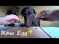 Doberman Taste Tests Foods