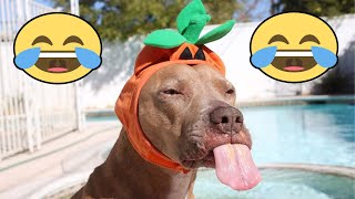 OMG So Cute ♡ Best Funny Cats and Dogs Compilation by funny and viral 847 views 3 years ago 6 minutes, 36 seconds