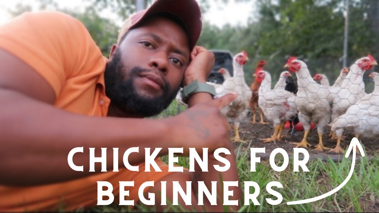 Raising Chickens for Beginners | Easy Backyard Chicken Guide - YouTube