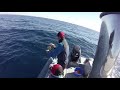 Joker boat barracuda un buen día de pesca en Menorca