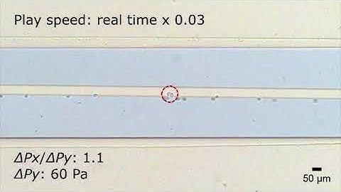 Slanted weir microfluidic device: video 1