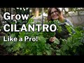 Cilantro growing guide 3 tips to prevent bolting