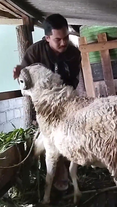 TRAGEDI KETUMBUK WEDUS JUMBO #wedus #kambing #pasarhewan #ngarit #pasar #sheep #lucu #kandangideal