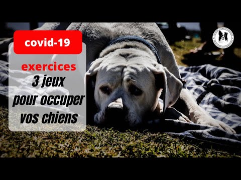 CORONAVIRUS VS CHIEN ! que faire CORONAVIRUS VS CHIEN ! que faire