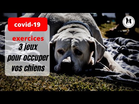 Vidéo: Peut-on attraper le covid en caressant un chien ?